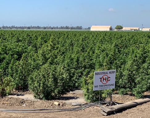 Hemp Buffer Zone